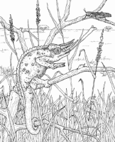 A coloring page of nature in africa